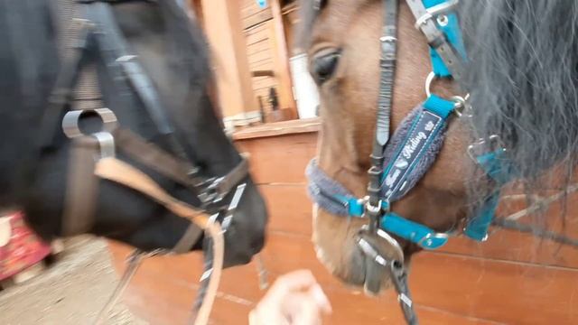 Мой день на конюшнях! Кск мелодия - кк Bentley смотреть онлайн