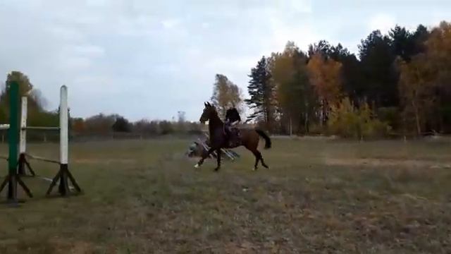 Армани. Ганноверский мерин, 7 лет, 169 см, гнедой масти (6) смотреть онлайн