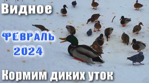 Видное Купелинка Кормим диких уток на Пуговичинском пруду Февраль 2024