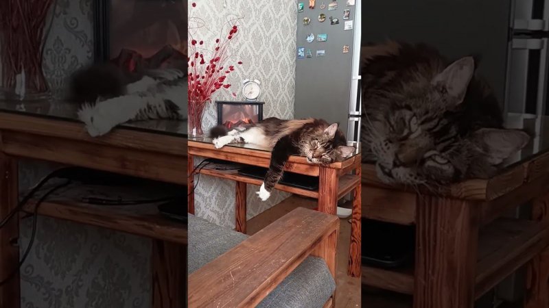 Мейн-КунОтдыхает У  КаминаКрасивая музыка#кот #коты#music#релакс #мейнкун#музыка #cat #relaxing