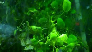 Бриллиантовая  тетра и её потомство.