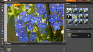 Photoshop Elements 9.0 Tutorial Moving the Image Adobe Training Lesson 3.9