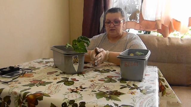 Красавица ампельная бегония смотреть онлайн