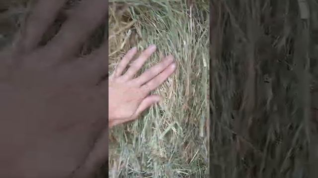 Кто не работает - тот Ест ?. смотреть онлайн