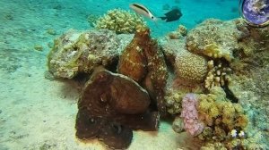 Octopus, осьминог. Загадки морских глубин.