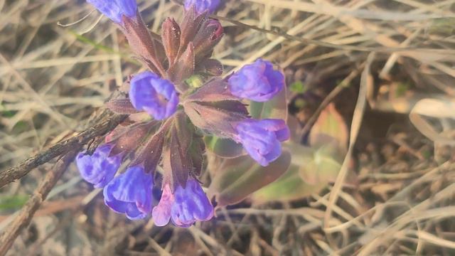 Лечебная медуница! И ее в сбор! смотреть онлайн