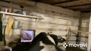 Корова скинула аппарат! Коровы боятся извести! Все!