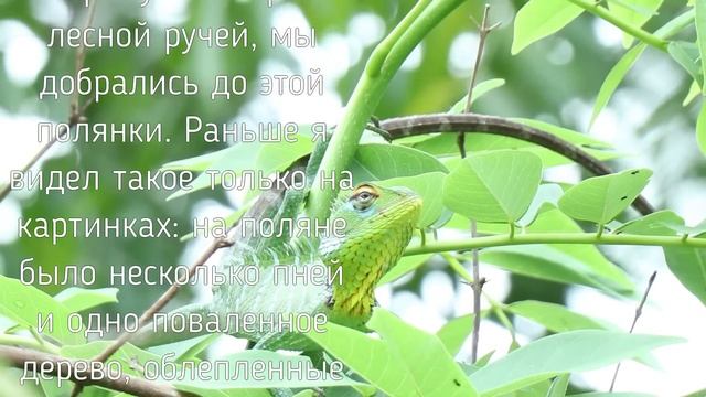 Пошли в лес, там всё и произошло. История из жизни! смотреть онлайн