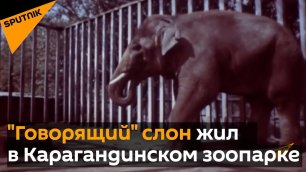 Говорящий слон жил в Карагандинском зоопарке – архивное видео