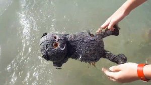 Купание Басика в море!!!
