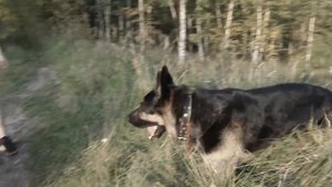 Купили японский скутер за 5 000. Honda dio (fit).