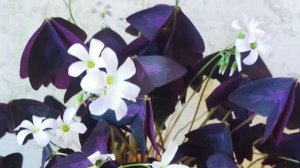 Пересадка оксалиса.