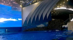 Океанариум. Русский остров. г. Владивосток, июль 2017г. Приморский океанариум на о. Русском видео