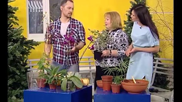 Двор на Субботней:спасем домашние растения смотреть онлайн