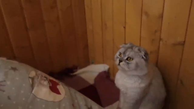 24 ЧАСА С КОТАМИ И СОБАКОЙ В ДАЧНОМ САРАЕ