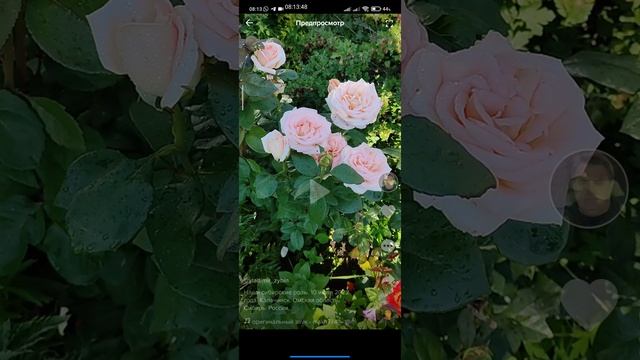 роза1.mp4