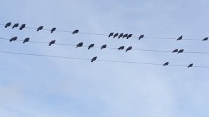 Голуби сидят на проводах