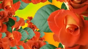 ФУТАЖ Розы - Footage Roses