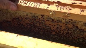 Отводок без пчел для подсадки маток