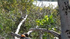 i Пилим дерево ножовкой ручной пилой INTERTOOL We saw the tree with a hand saw 20171016