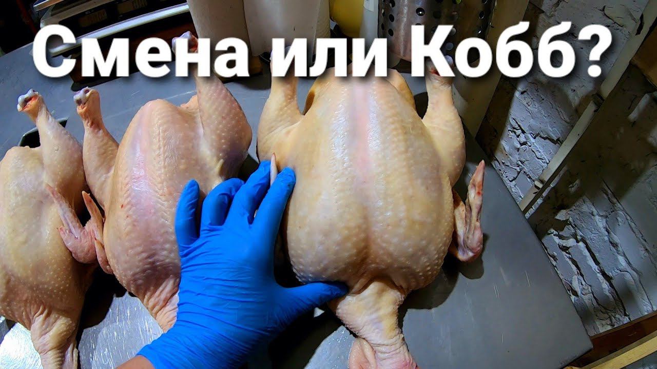 Российский бройлер СМЕНА 9 // ФИНАЛ // ИТОГИ // ВЫВОДЫ