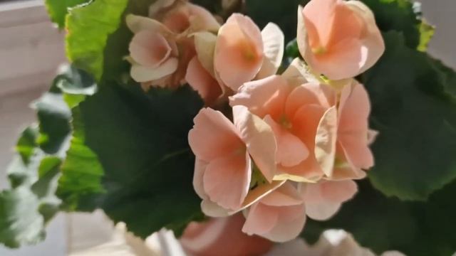 Срочно дайте Соду всем домашним цветам и они будут пышно цвести без остановки!