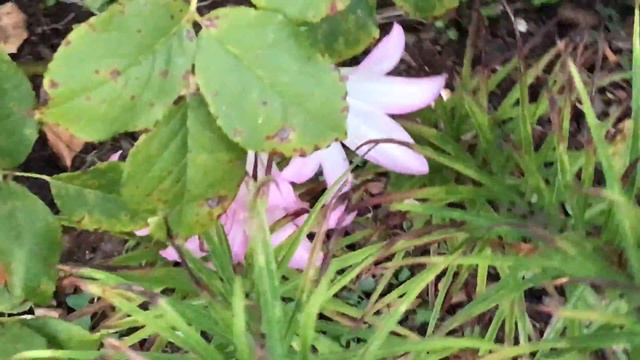 Amaryllis belladonna ou Amaryllis belladonna elle inaugure l'automne смотреть онлайн