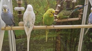 Безудержное веселье у волнистых попугайчиков