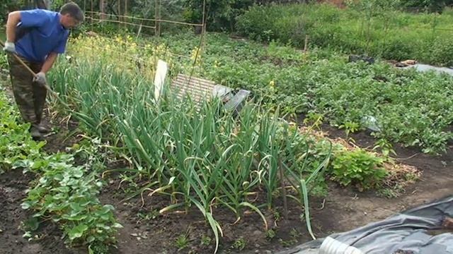Борьба с сорняками׃  Прополка чеснока плоскорезом Мазнева