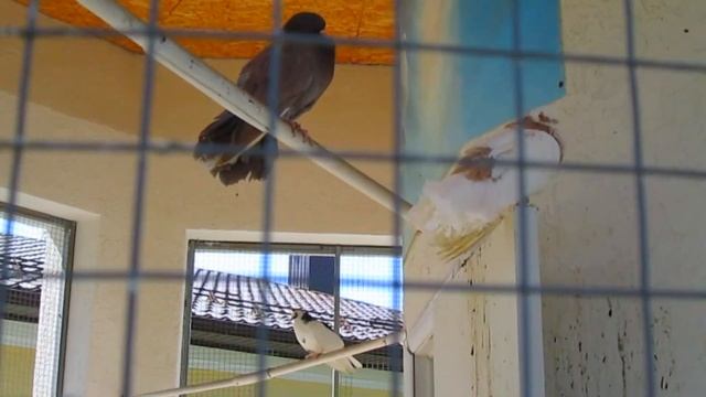 Голуби. Вольский вислокрылый турман смотреть онлайн