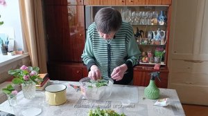 Роза.  Зеленое черенкование парковой розы.