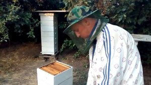 Правильный улей + правильные пчелы = много правильного мёда.