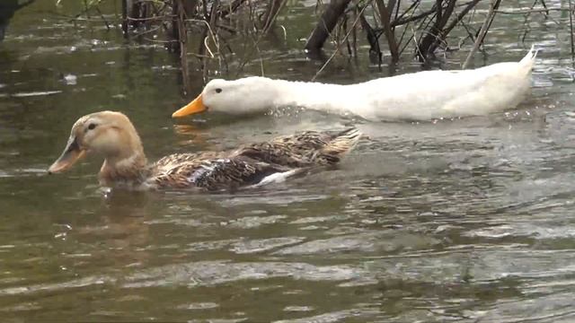 спаривание уток- Лпх Дом Велеса-жизнь за городом смотреть онлайн