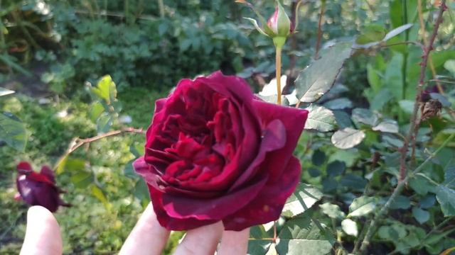 Теперь я понимаю,  почему Munstead Wood одна из самых популярных остинок. И небольшой ответ хейтера