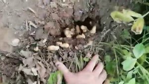 Собираем урожай арахиса.