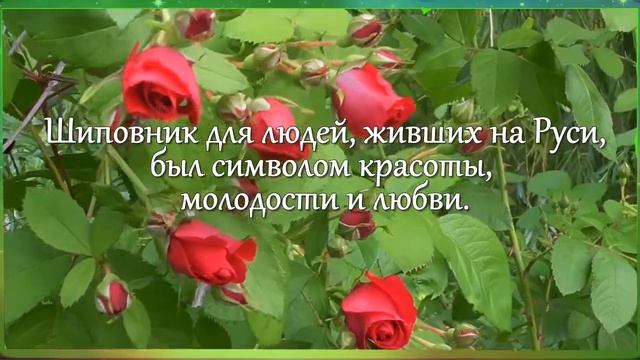 6 июня — День ШИПОВНИКА, северной розы. Музыкальная открытка.