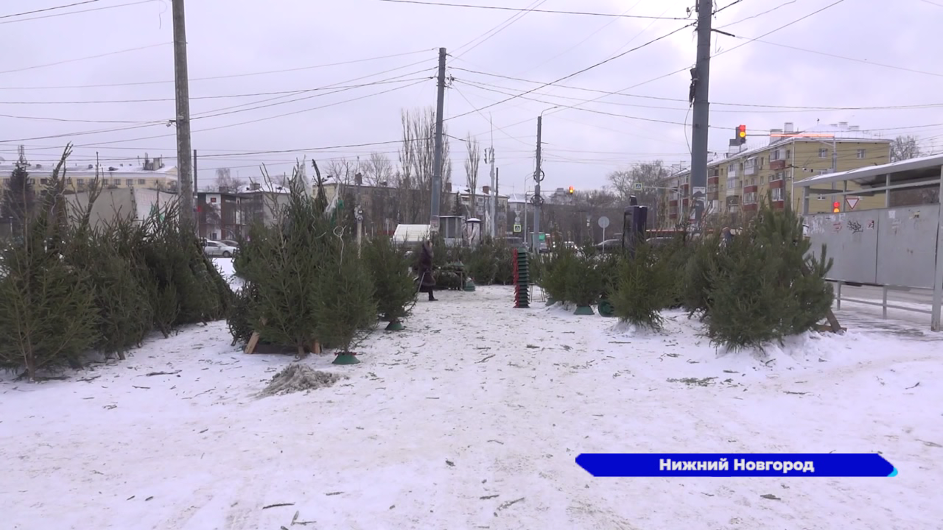 Первые точки незаконной торговли ёлками выявили в Нижнем Новгороде