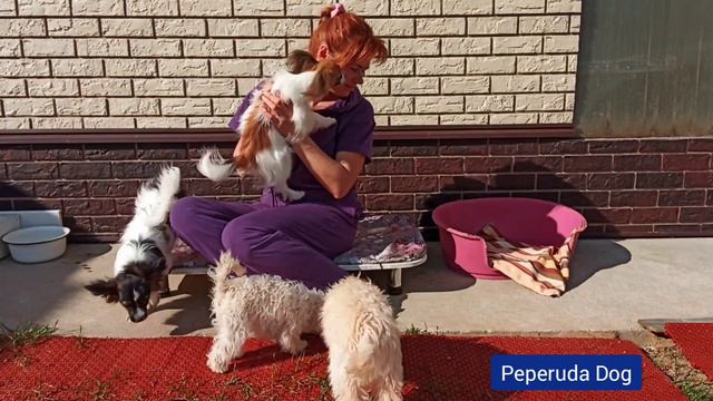 Щенки из питомника "Пеперуда"