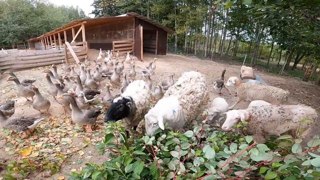 Красочный день ! [Жизнь в деревне] смотреть онлайн