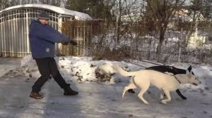 ДТ-5. Рвущаяся с поводка собака - что делать?