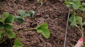 Сколько лет плодоносит клубника, размножение и уход