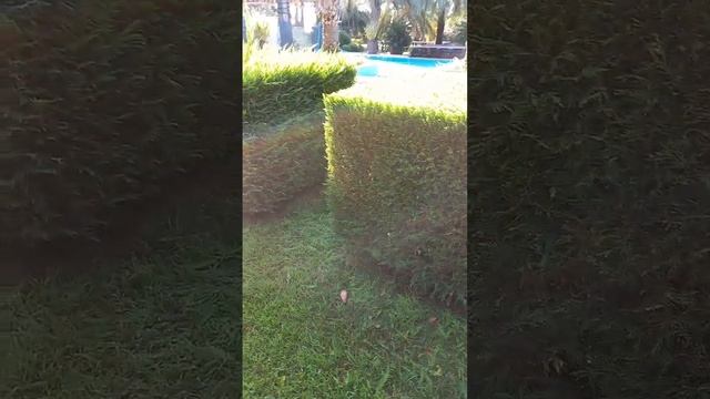 кубики. топиарная стрижка смотреть онлайн