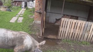 ?Парализатор?для свиней ,плохие новости, готовим клетки под Бетонирование пола