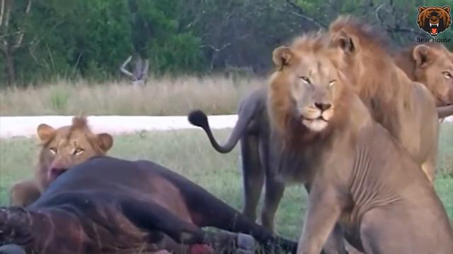 Brutal  Lions Eats The Genital Of Alive Buffalo   Зверские Львы Поедают Гениталии Живых Буйволов смотреть онлайн