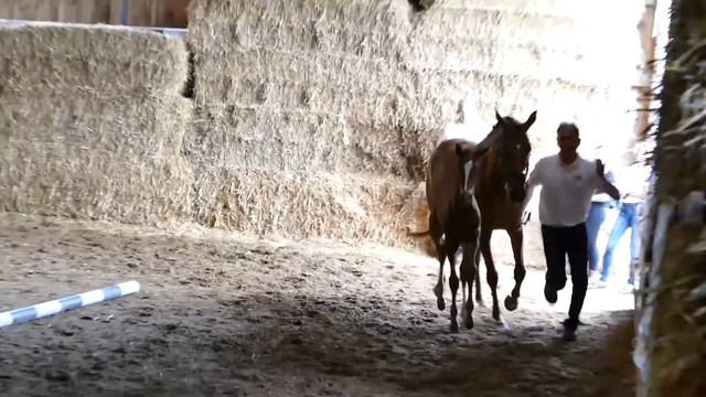 Goldflieger von Mount Etna xx - Heldenberg - Sir Chamberlain geb. 30.05.2020 смотреть онлайн