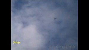 Как целится в летящую птицу. Рассмотрим на примерах