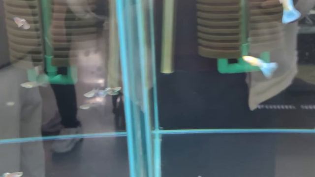 Зоомагазин г Ансан Дискусы , Оранды и другие смотреть онлайн