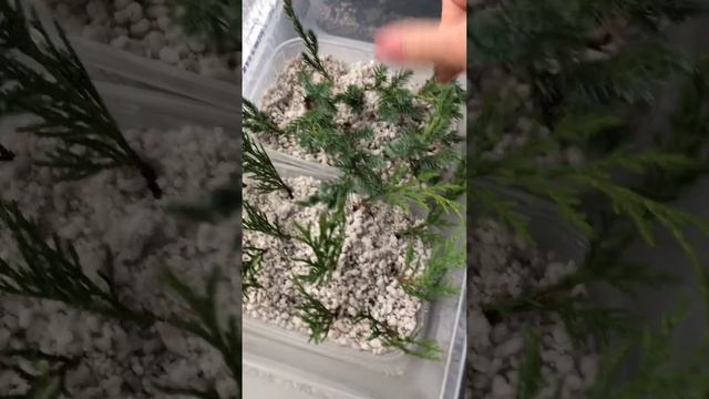 Черенкование туи в домашних условиях На черенках через 20 дней появилась плесень ( 09.11.22 1ч