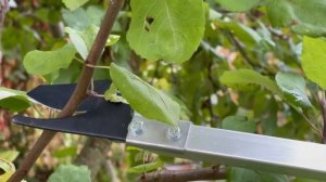 Для обрезки плодовых деревьев и не только! Секатор ручной Caiman СN-100. #секатор #обрезкадеревьев