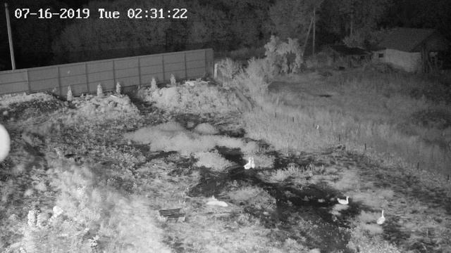 Лиса атакует домашних гусей смотреть онлайн